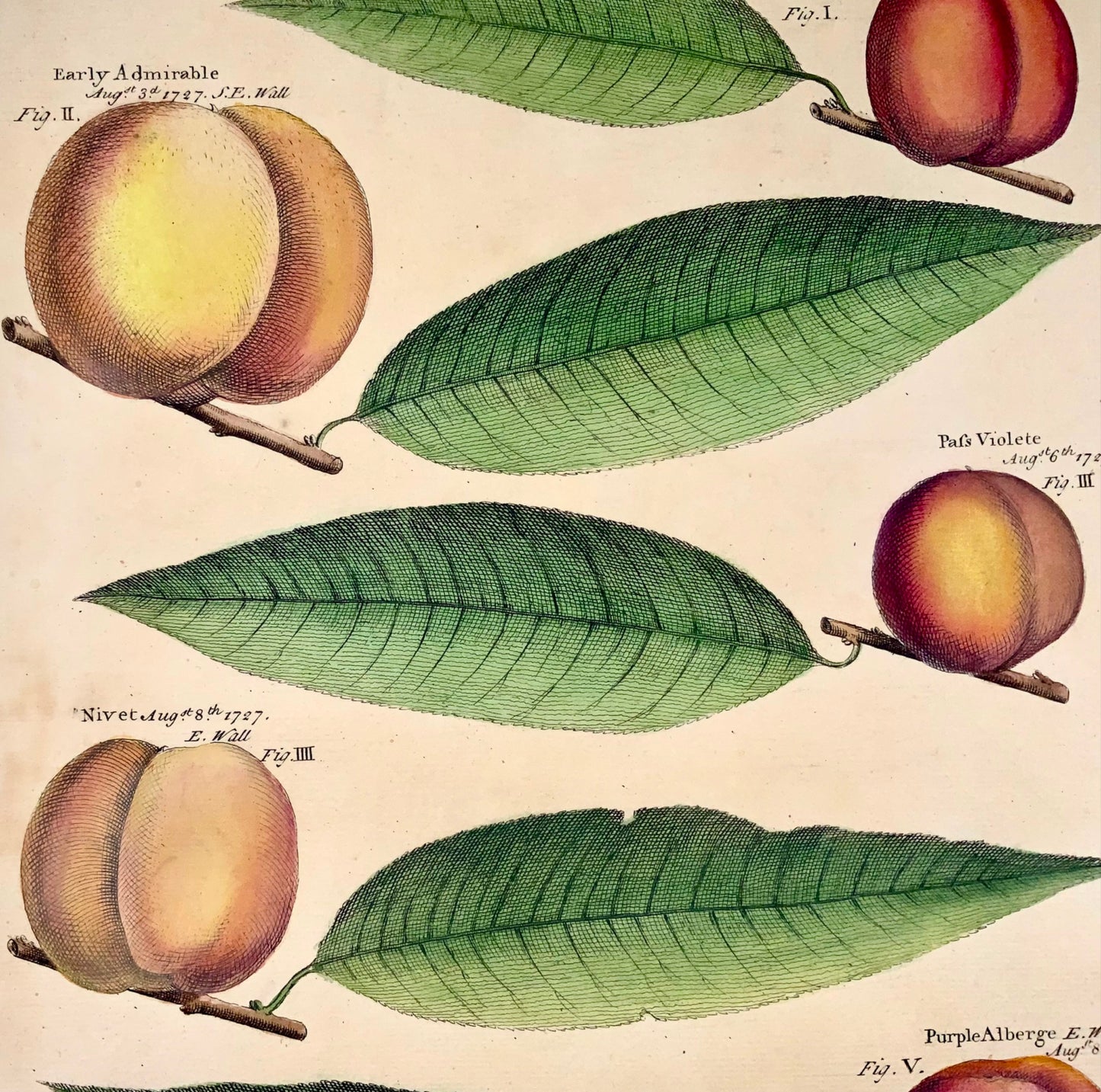 1729 Pomona : abricots, fruits, Batty Langley (né en 1696), grand in-folio, botanique 