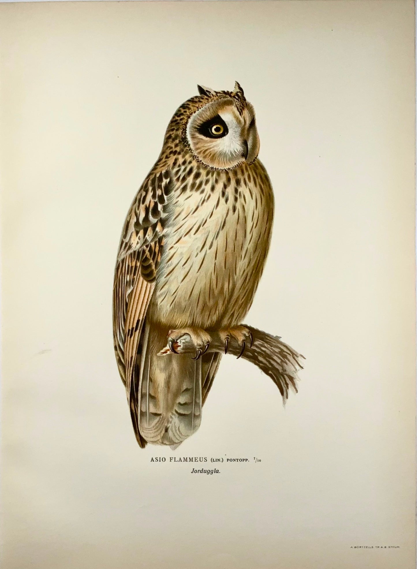 1918 Von Wright, Gufo di palude, litografia in folio di grandi dimensioni, ornitologia