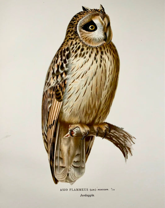 1918 Von Wright, Short-Eared Owl, large folio lithograph, ornithology
