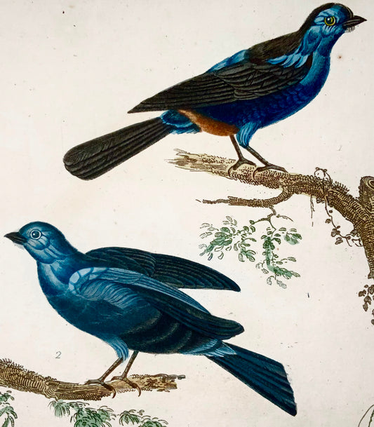 1827 Tanagers, ornitologia, Vauthier, squisita incisione a stipple colorata