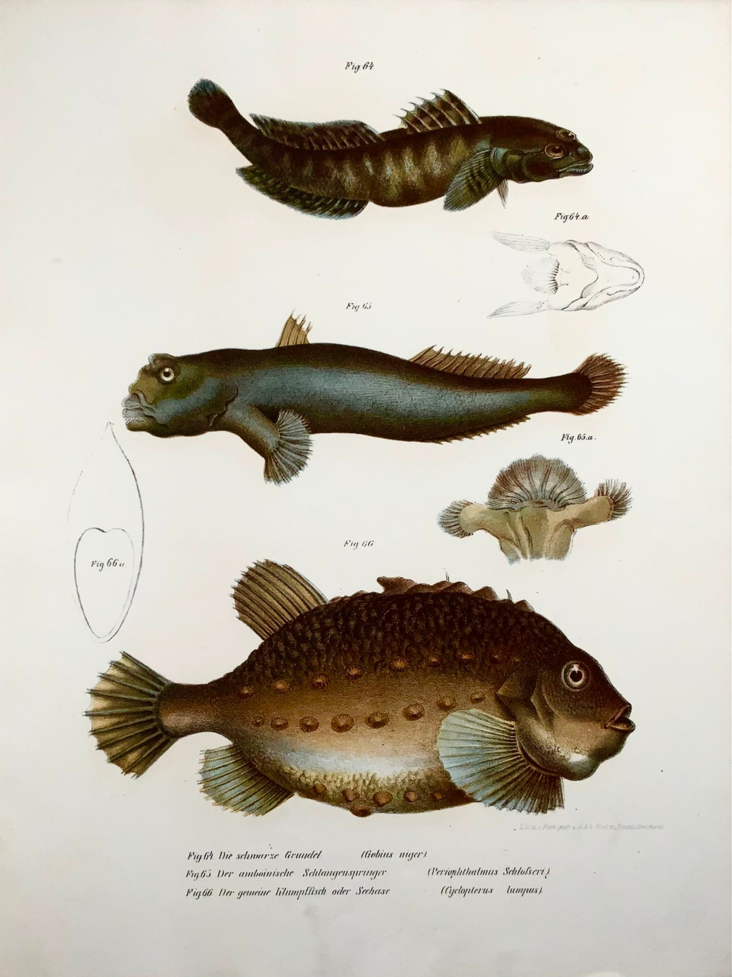 1860 Lumpfish, Mudskipper, fish, Fitzinger, colour lithograph, hand finish