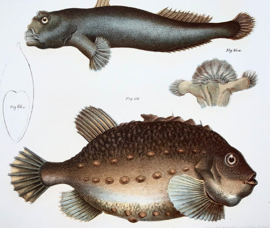 1860 Lompo, Mudskipper, pesce, Fitzinger, litografia a colori, finitura a mano