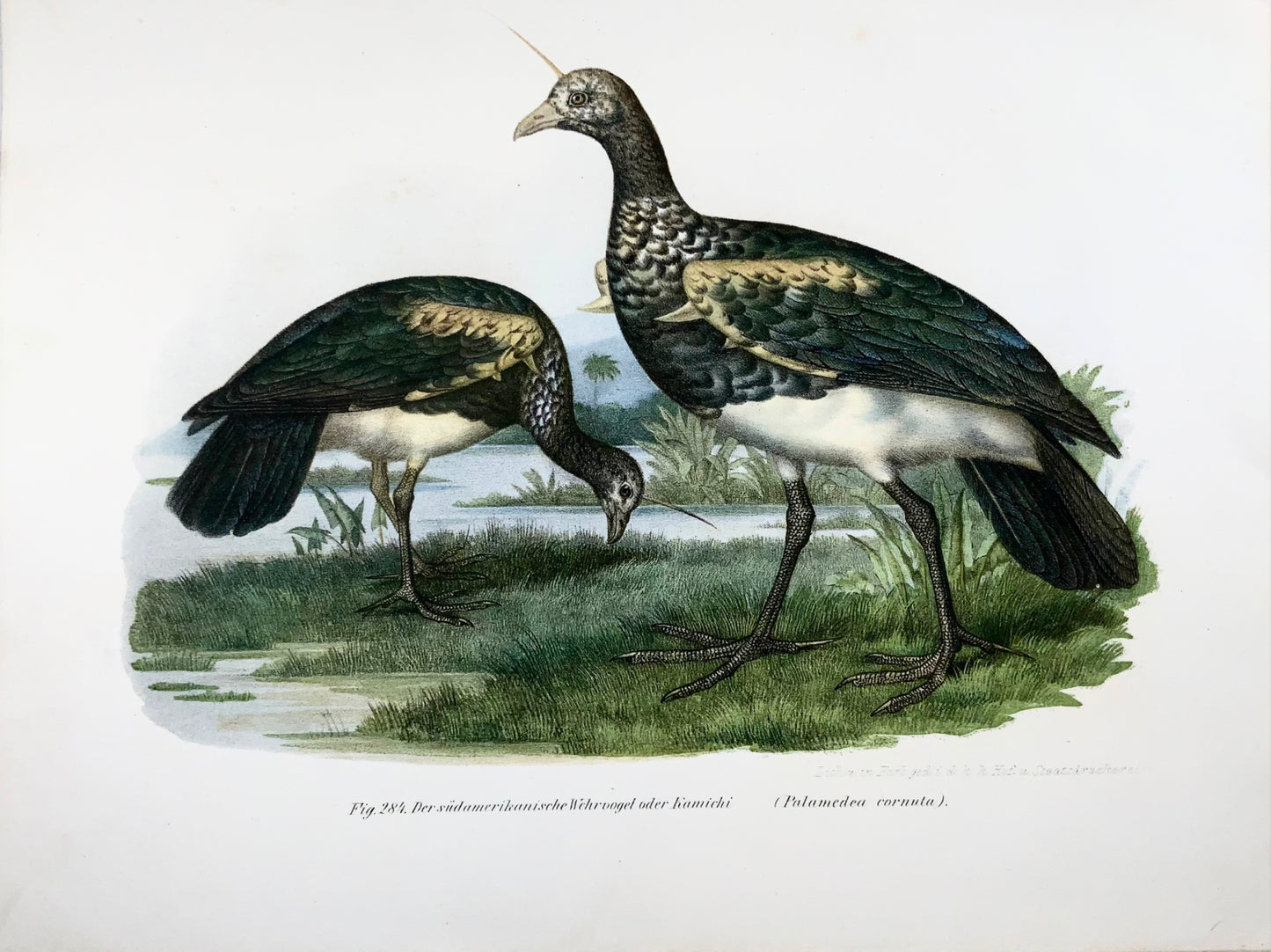 1860 Horned screamer birds, Fitzinger, lithograph, hand finish, ornithology
