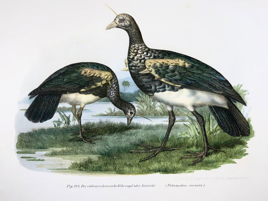 1860 Oiseaux hurleurs à cornes, Fitzinger, lithographie, finition main, ornithologie