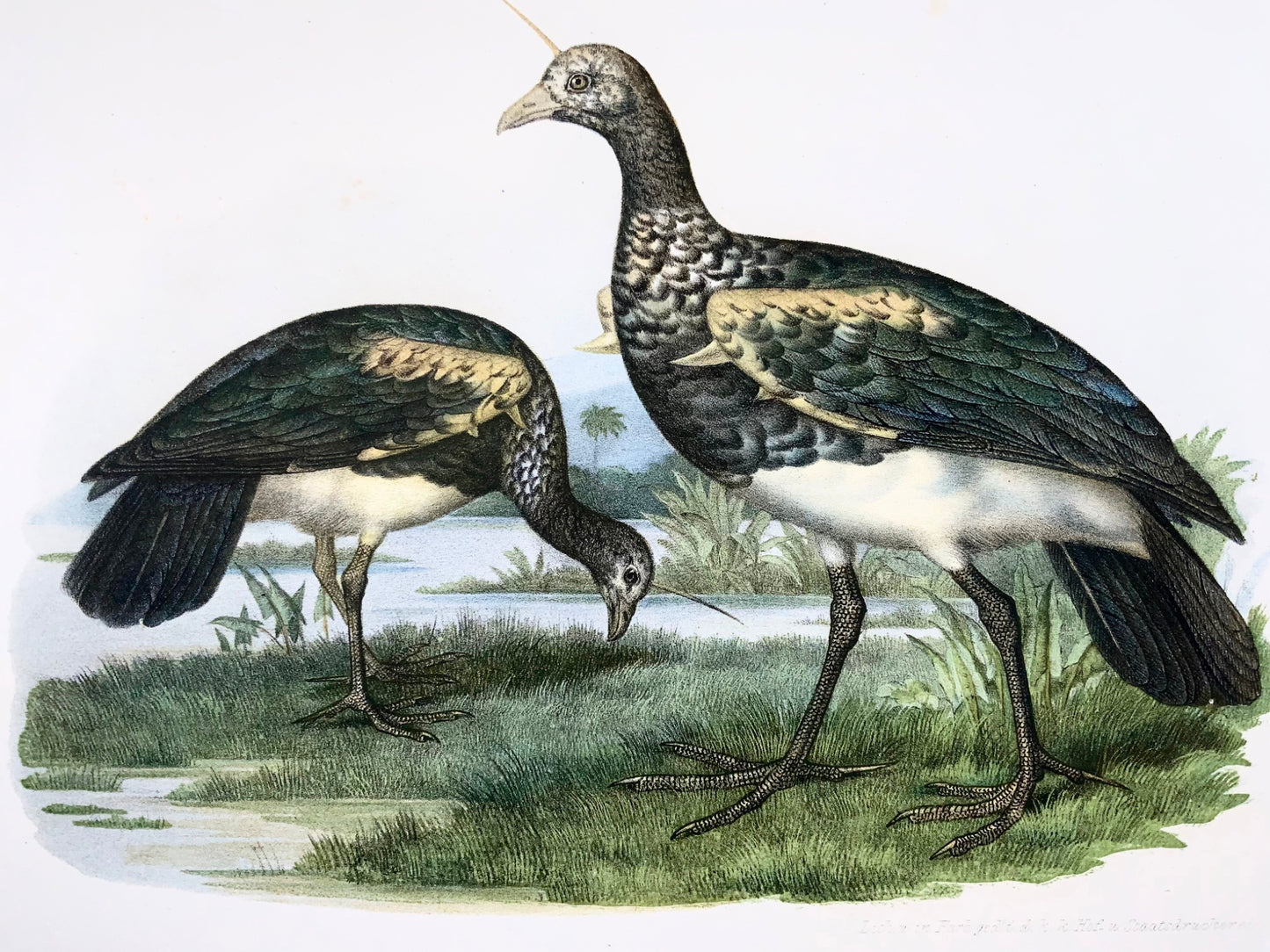 1860 Horned screamer birds, Fitzinger, lithograph, hand finish, ornithology