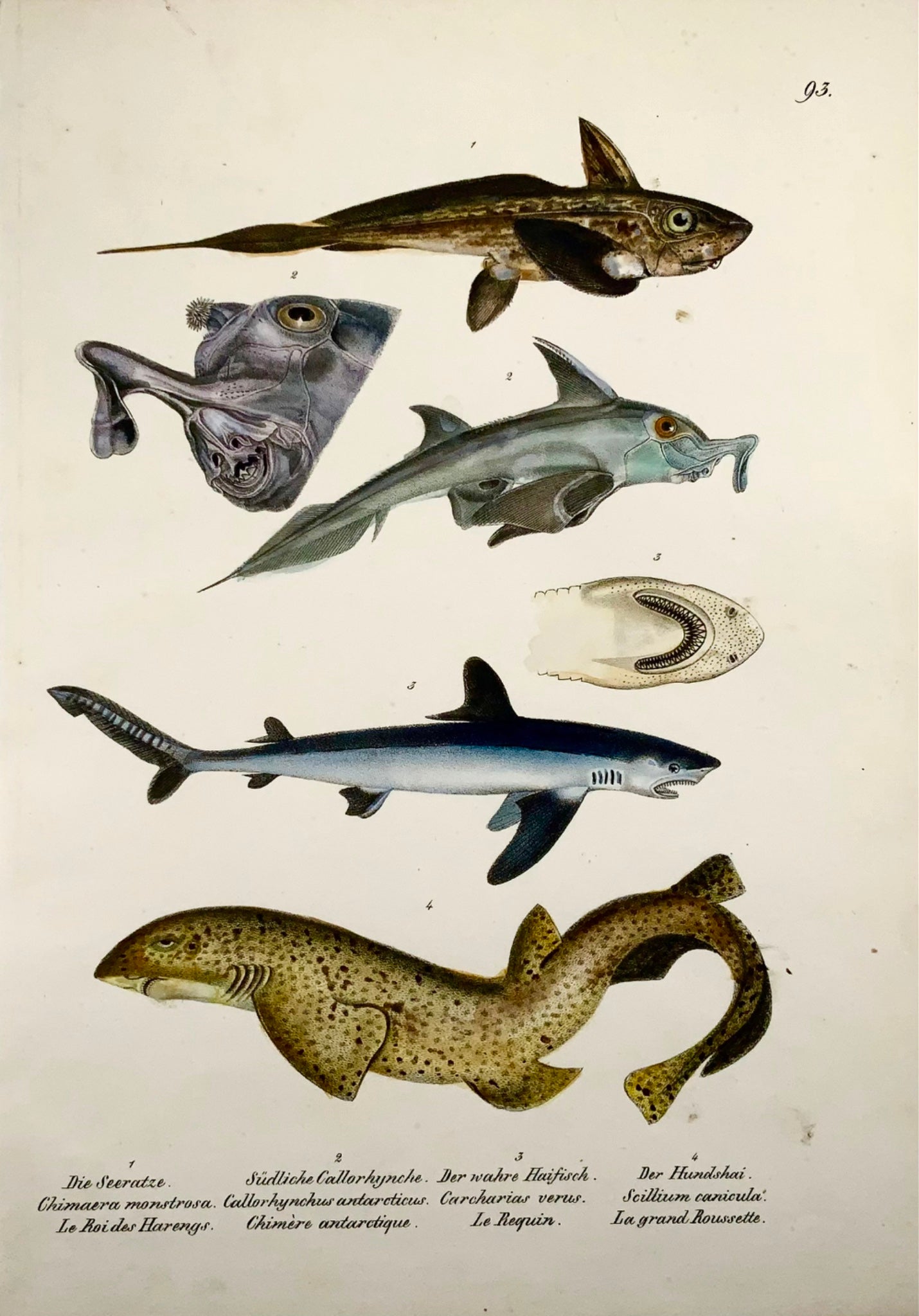 1833 Requins, H. Schinz (né en 1777), mammifères, folio, lithographie coloriée