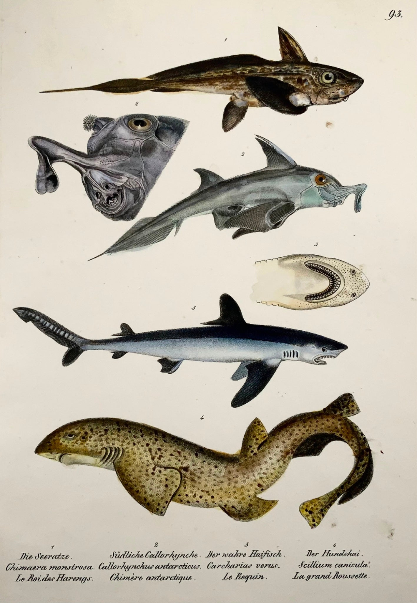 1833 Sharks, H. Schinz (b. 1777), mammals, folio, handcoloured lithograph