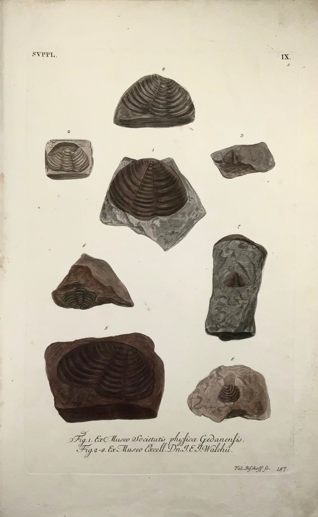 1764 G. W. Knorr (b1705); (IX) J. Schenck Palaeontology Fossils Mineralogy Folio