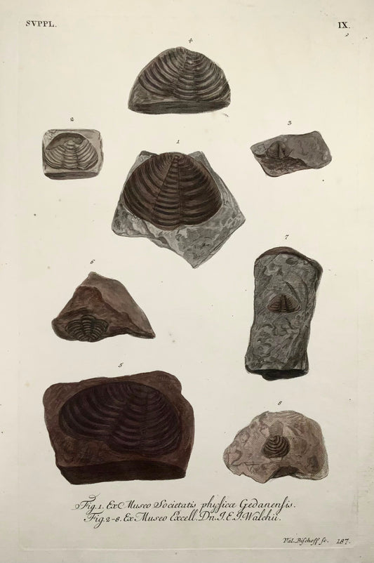 1764 G. W. Knorr (b1705); (IX) J. Schenck Palaeontology Fossils Mineralogy Folio