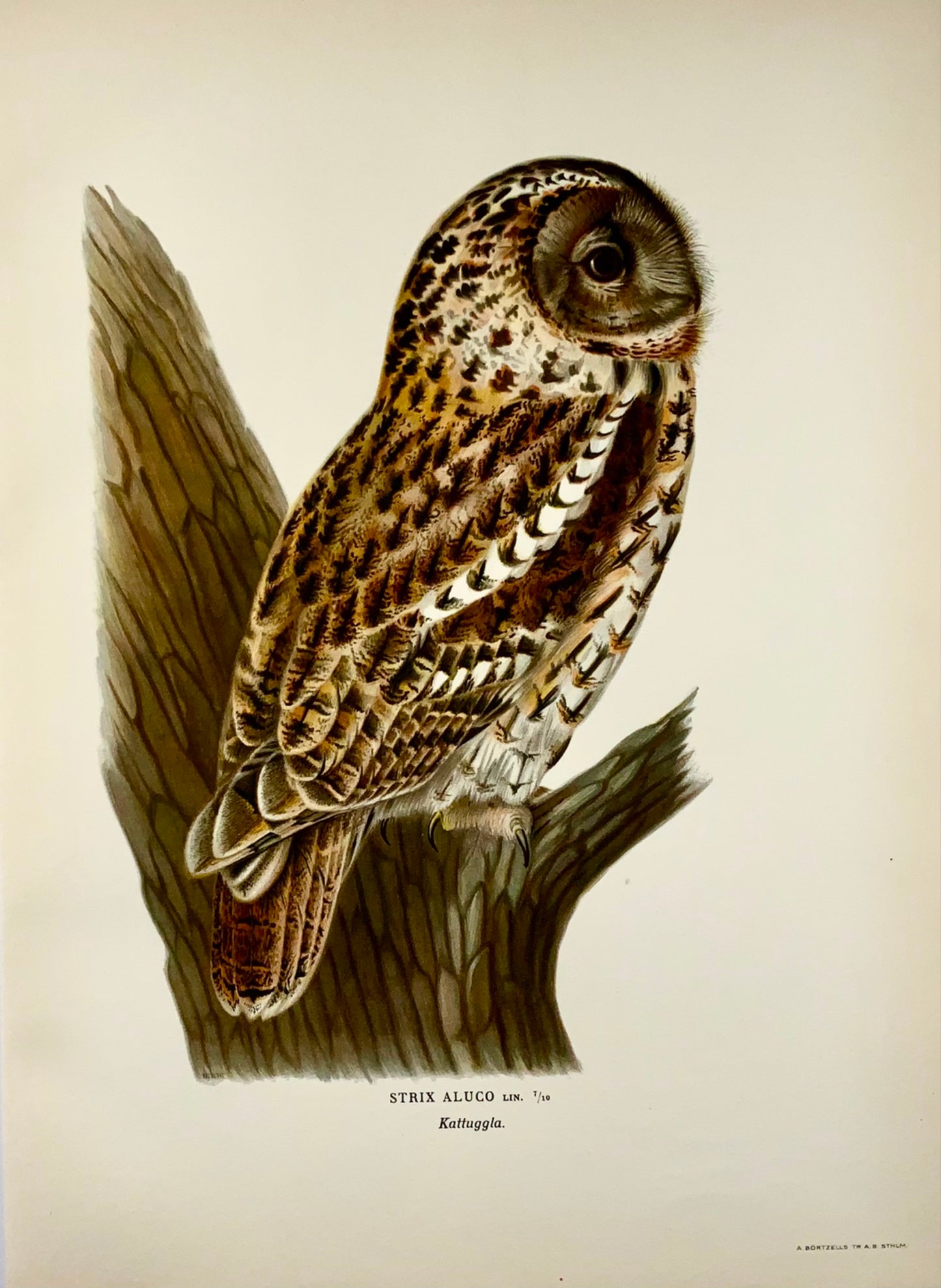 1918 Von Wright, Tawny Owl, grande lithographie in-folio, ornithologie