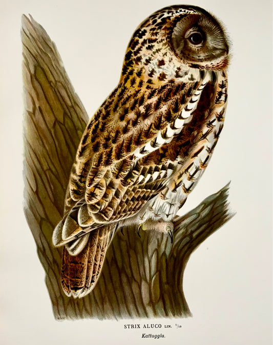 1918 Von Wright, Tawny Owl, large folio lithograph, ornithology