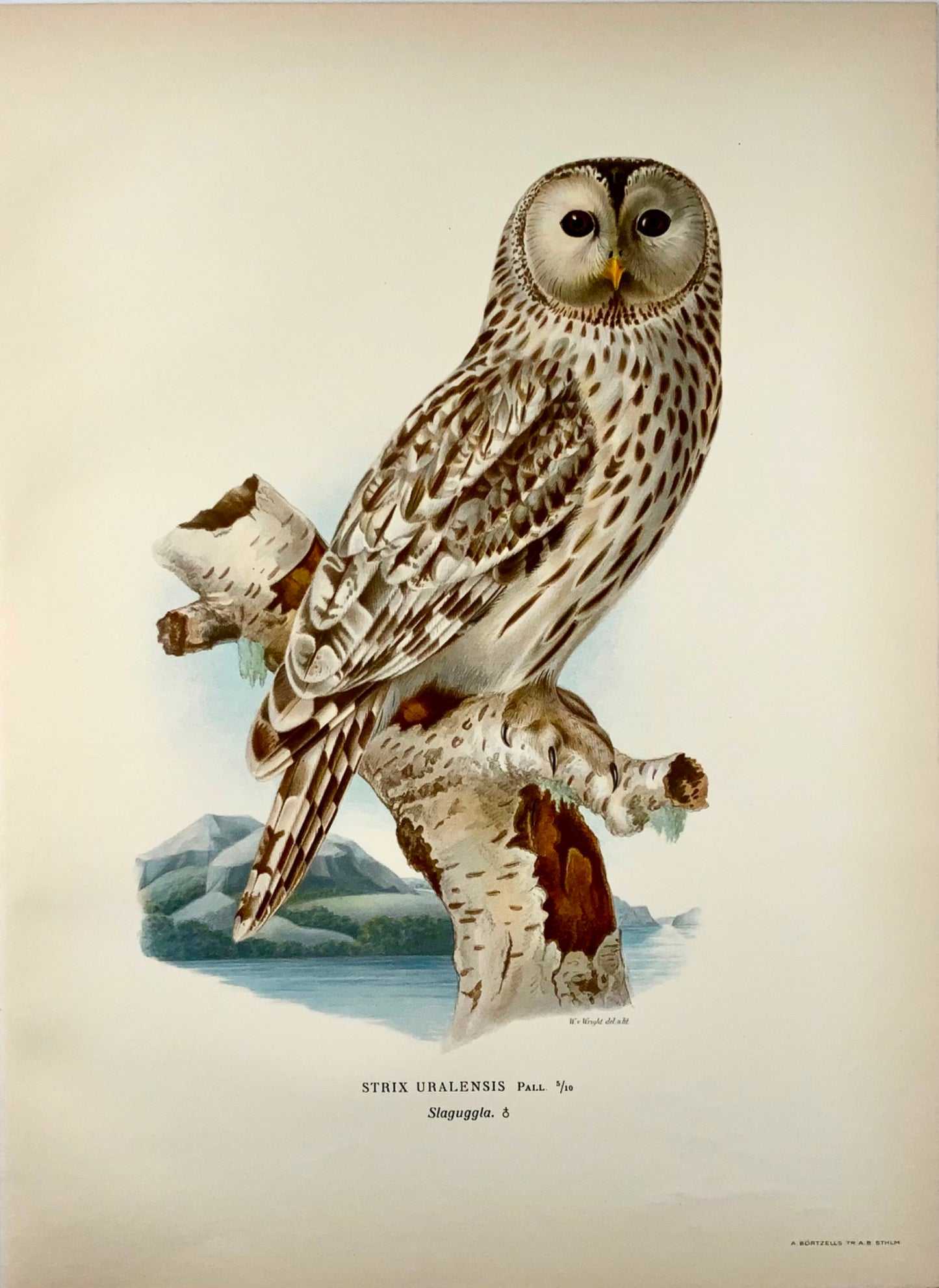 1918 Von Wright, Ural Owl, large folio lithograph, ornithology