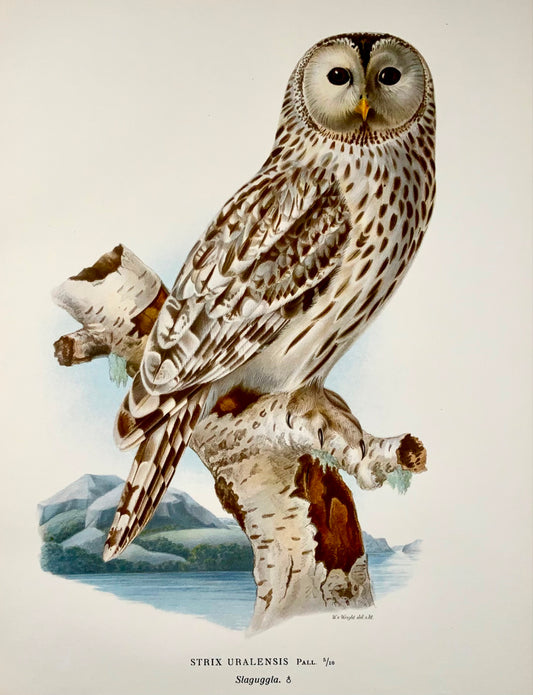 1918 Von Wright, Allocco degli Urali, litografia in folio di grandi dimensioni, ornitologia