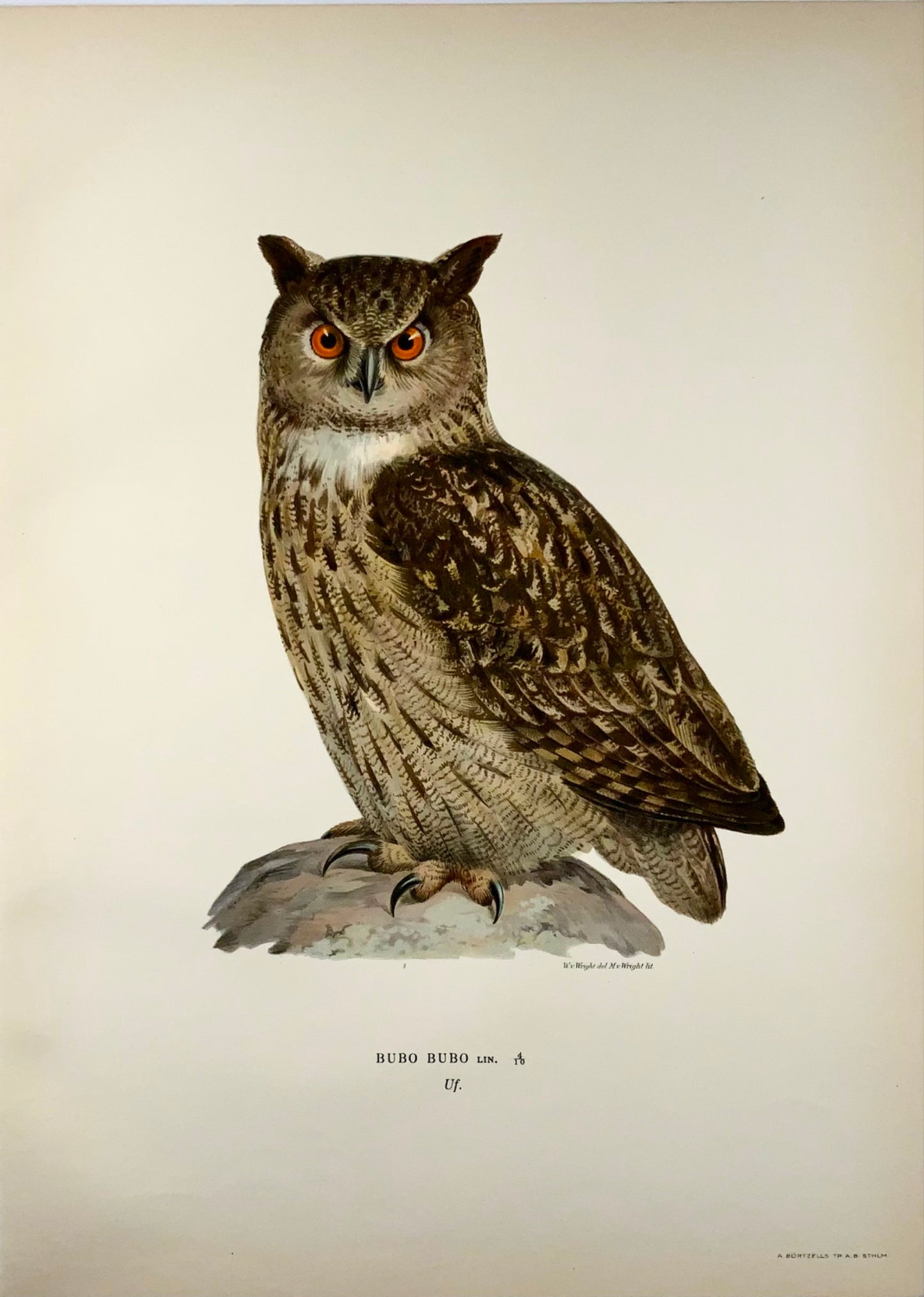 1918 Von Wright, Gufo reale, grande litografia in folio, ornitologia