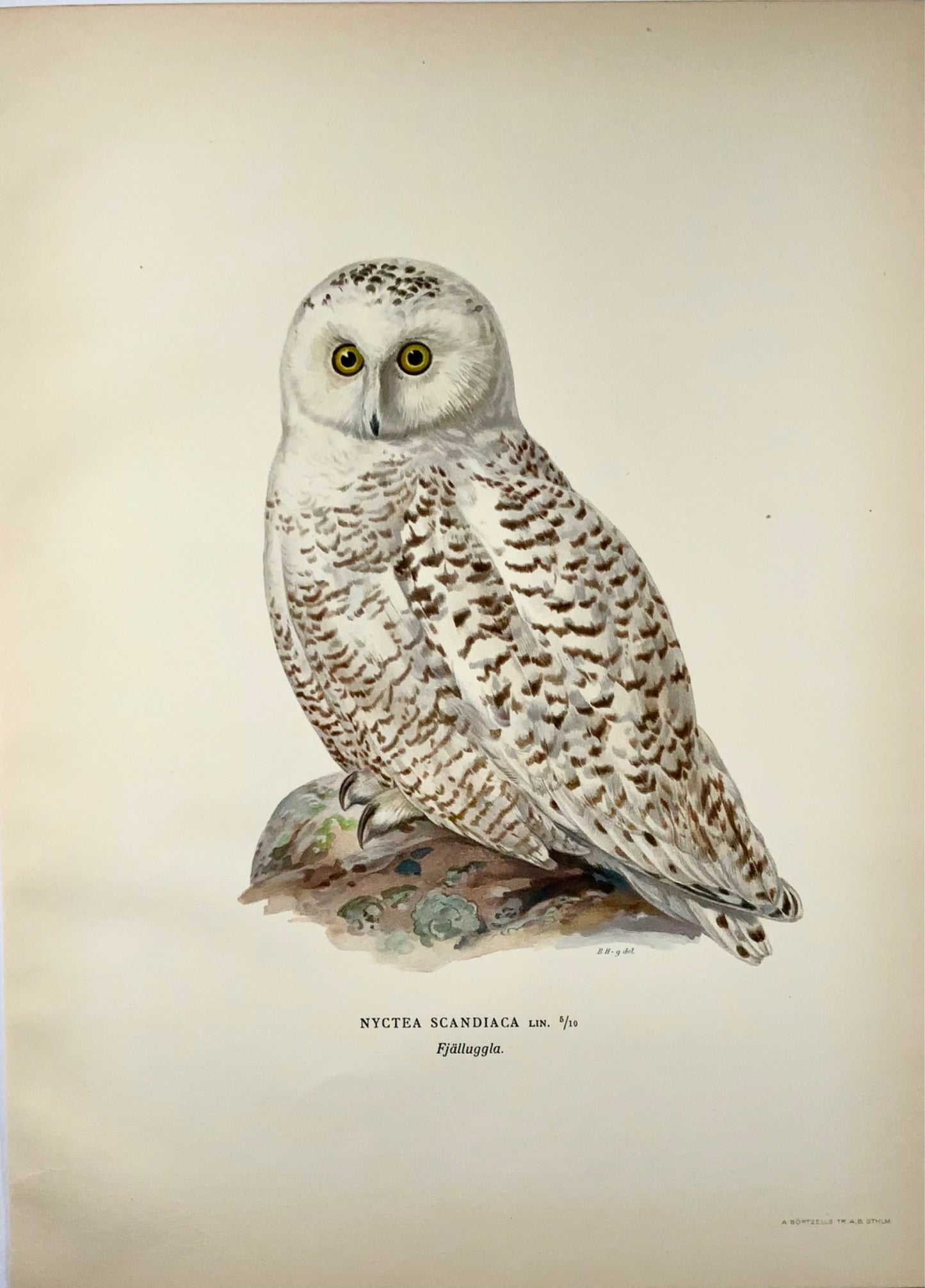 1918 Von Wright, Civetta delle nevi, grande litografia in folio, ornitologia
