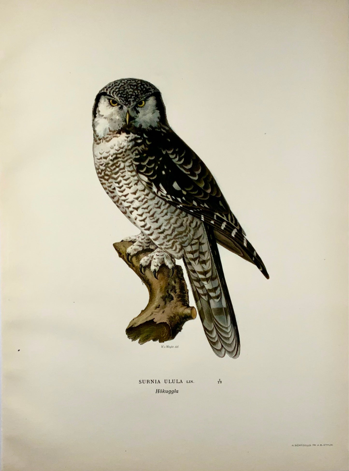 1918 Von Wright, Hawk-Owl, large folio lithograph, ornithology