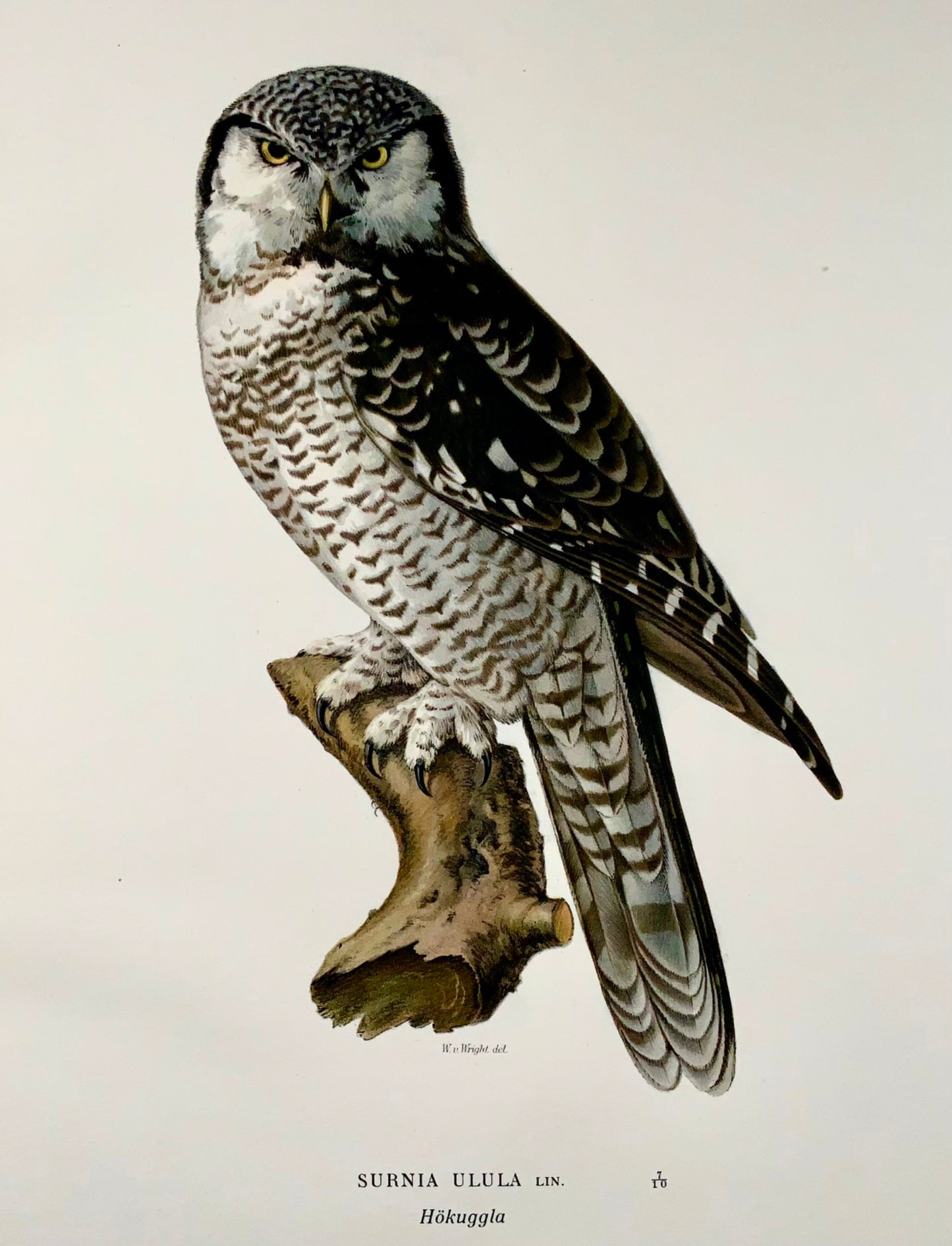 1918 Von Wright, Hawk-Owl, grande litografia in folio, ornitologia