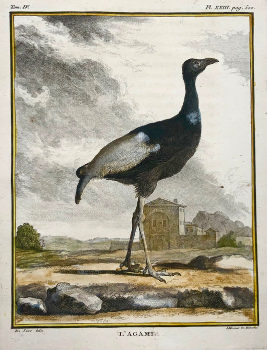 1779 Agami Heron, Seve, ornitologia, edizione 4a grande, incisione colorata a mano