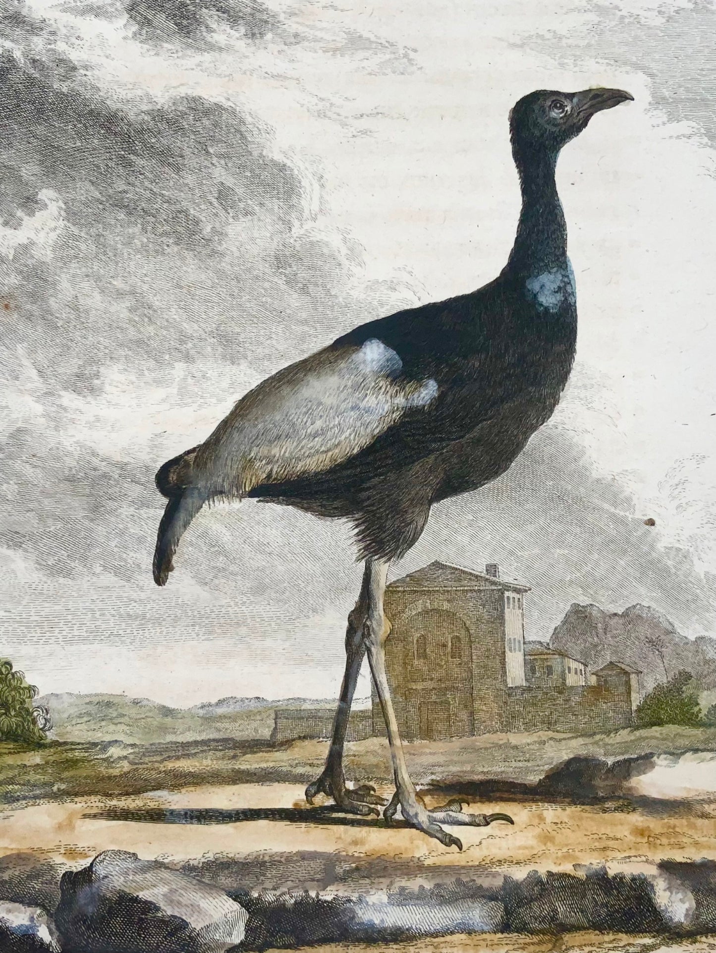 1779 Agami Heron, Seve, ornithologie, grande édition in-4, gravure coloriée à la main