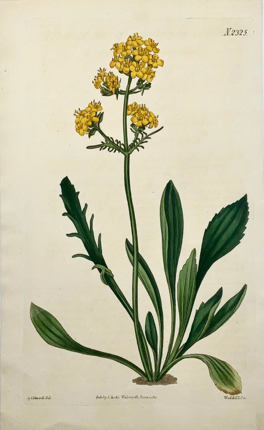 1822 Yellow Valerian, botany, Syd. Edwards, handcoloured engraving