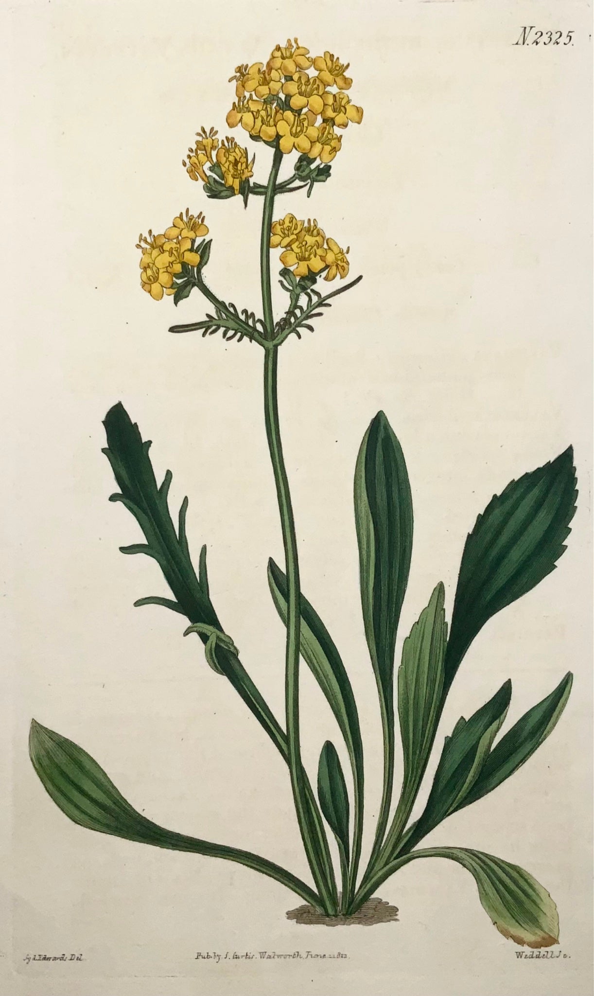 1822 Valeriana gialla, botanica, Syd. Edwards, incisione a mano