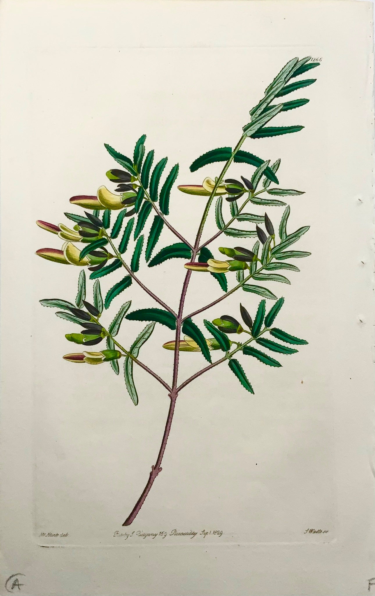 1829 Schotia, Watts, gravure sur cuivre, belle couleur originale à la main, botanique