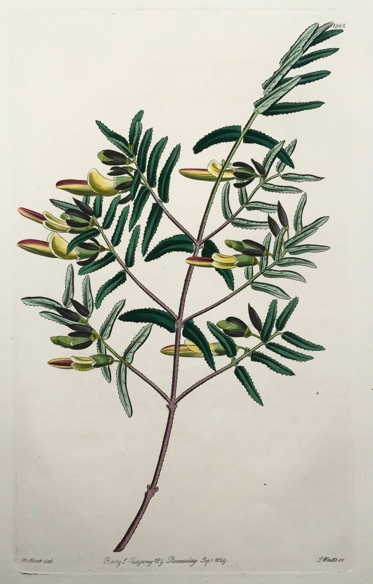 1829 Schotia, Watts, gravure sur cuivre, belle couleur originale à la main, botanique