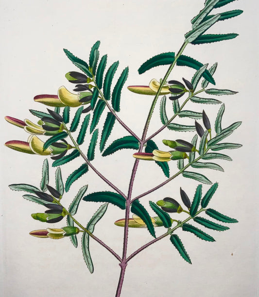 1829 Schotia, Watts, incisione su rame, bel colore originale a mano, botanica