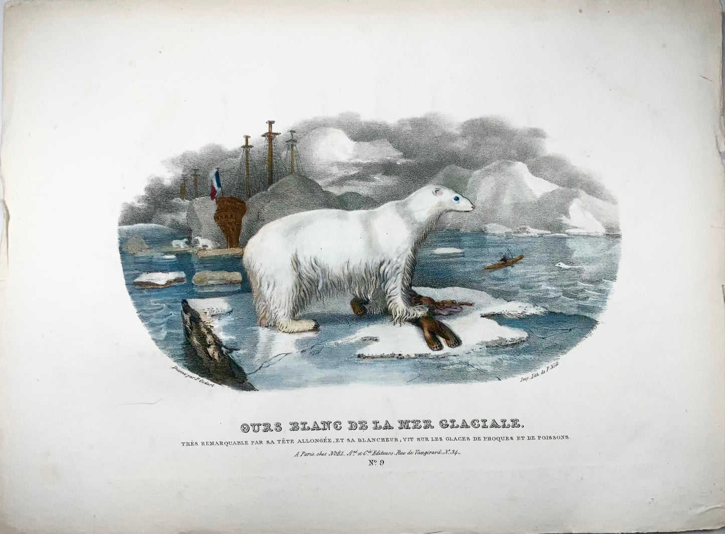 1827 Orso polare, mammifero, Oudart, grande litografia in pietra colorata a mano, rara