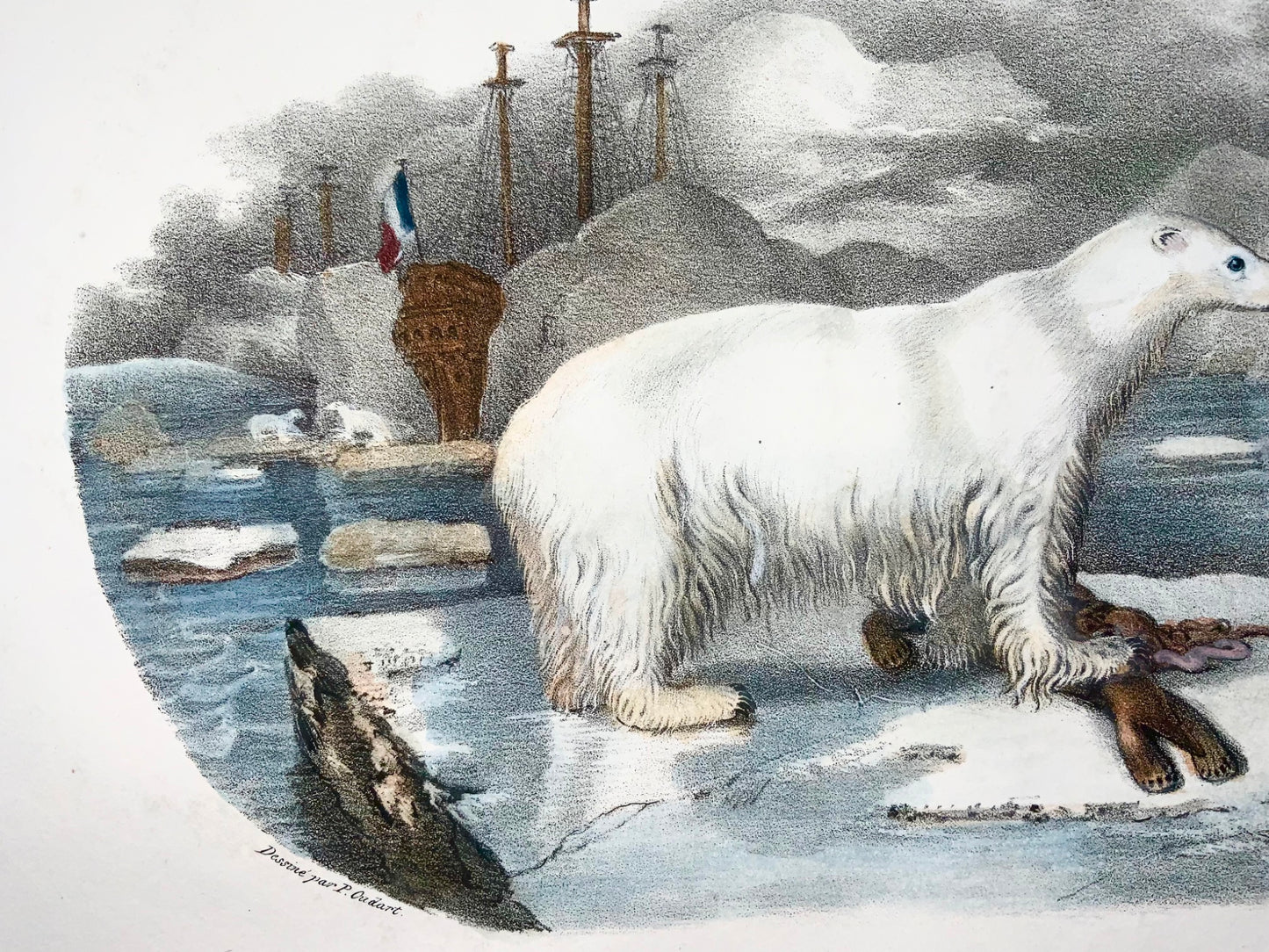 1827 Orso polare, mammifero, Oudart, grande litografia in pietra colorata a mano, rara