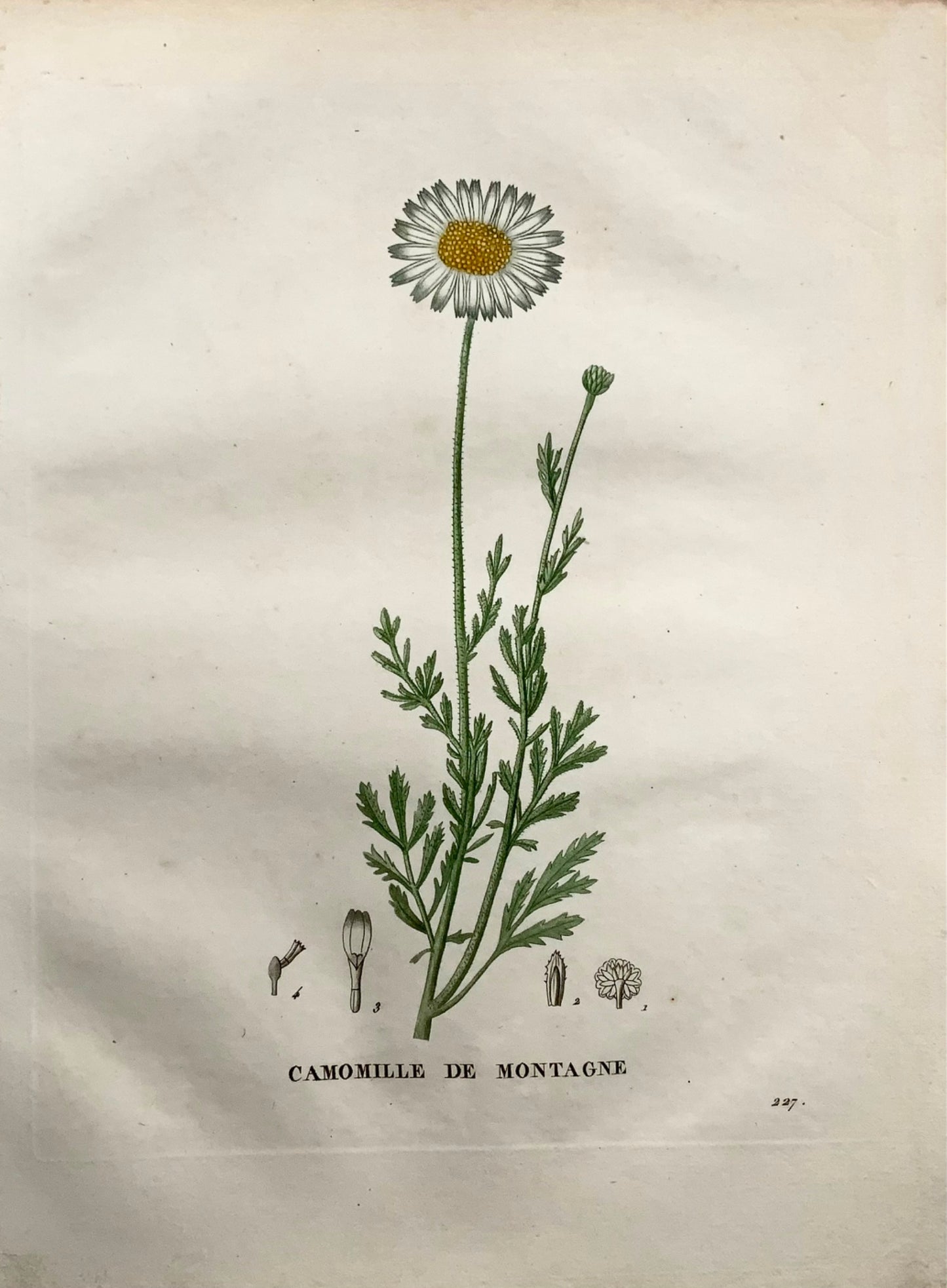 1805 Chamomile III, Saint-Hilaire, stipple engraving, botany