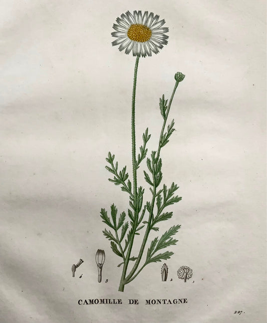 1805 Camomille III, Saint-Hilaire, gravure au pointillé, botanique