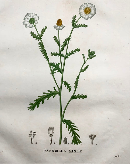1805 Camomilla II, Saint-Hilaire, incisione stipple, botanica