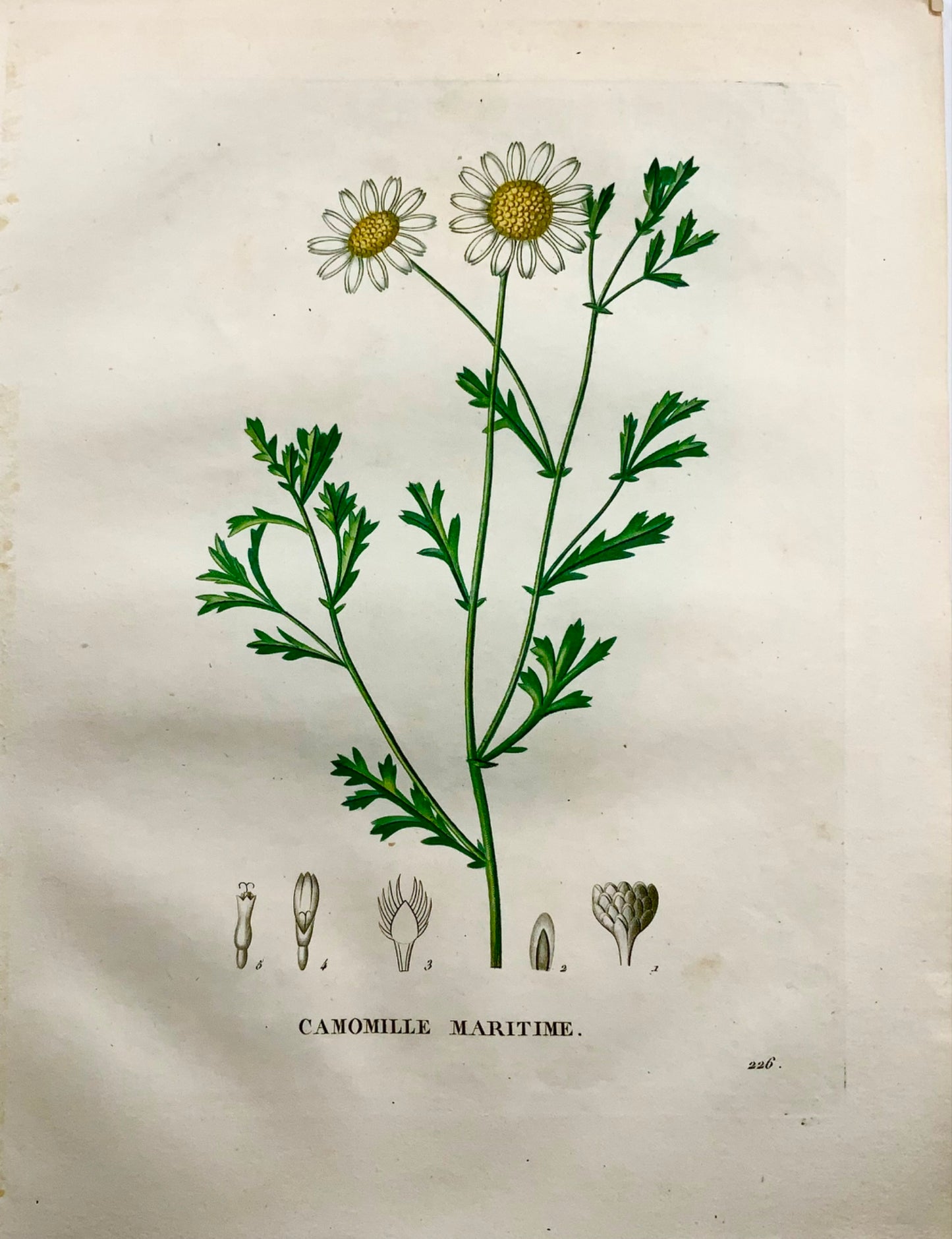 1805 Camomilla I, Saint-Hilaire, incisione stipple, botanica