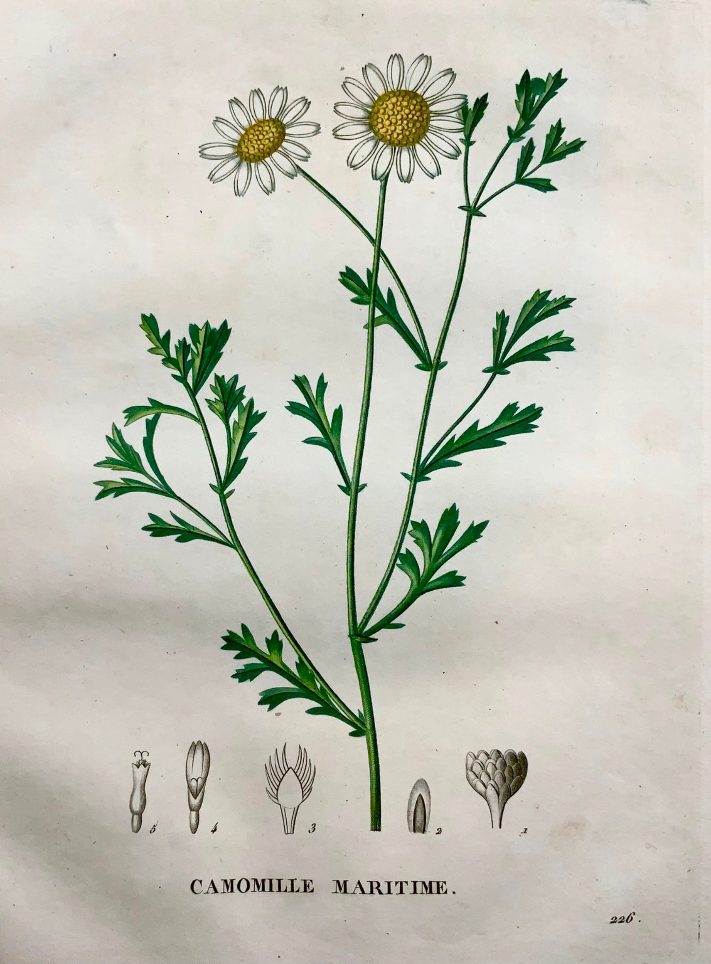 1805 Camomilla I, Saint-Hilaire, incisione stipple, botanica