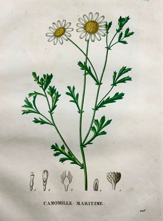 1805 Camomille I, Saint-Hilaire, gravure au pointillé, botanique