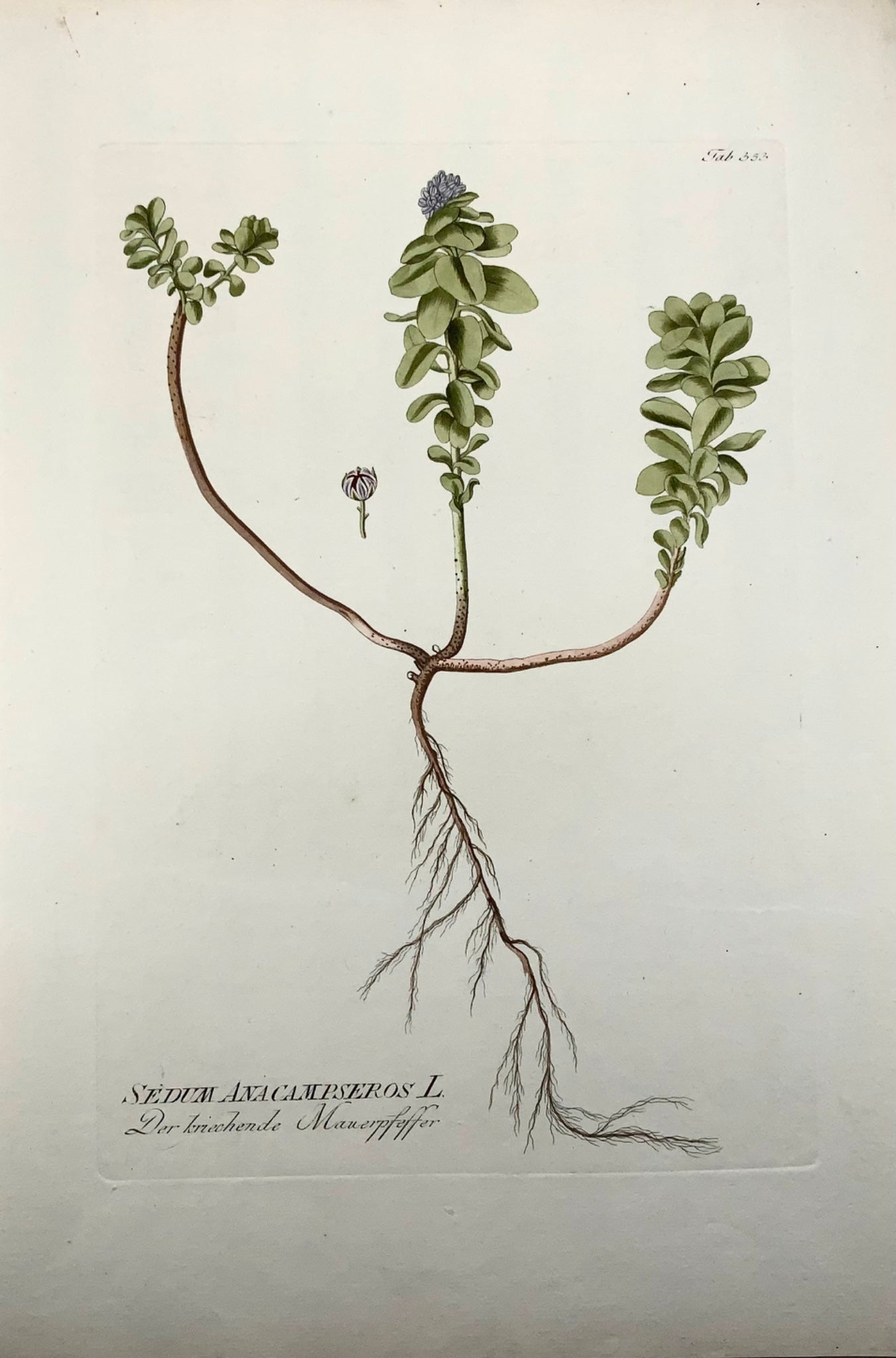 1788 J. J. Plenck (b1737), stonecrop, large folio hand colored, botany