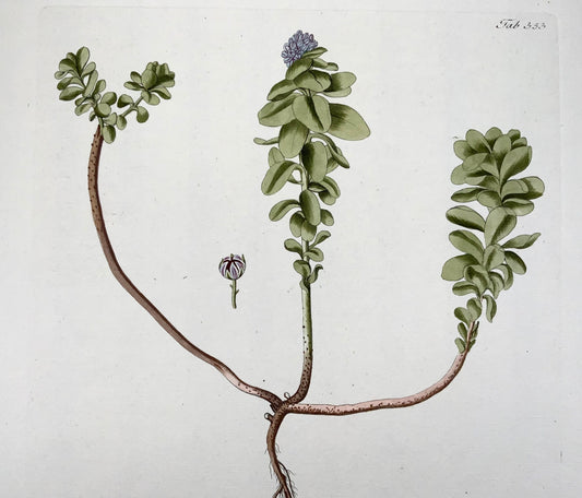 1788 JJ Plenck (b1737), borracina, foglio grande colorato a mano, botanica