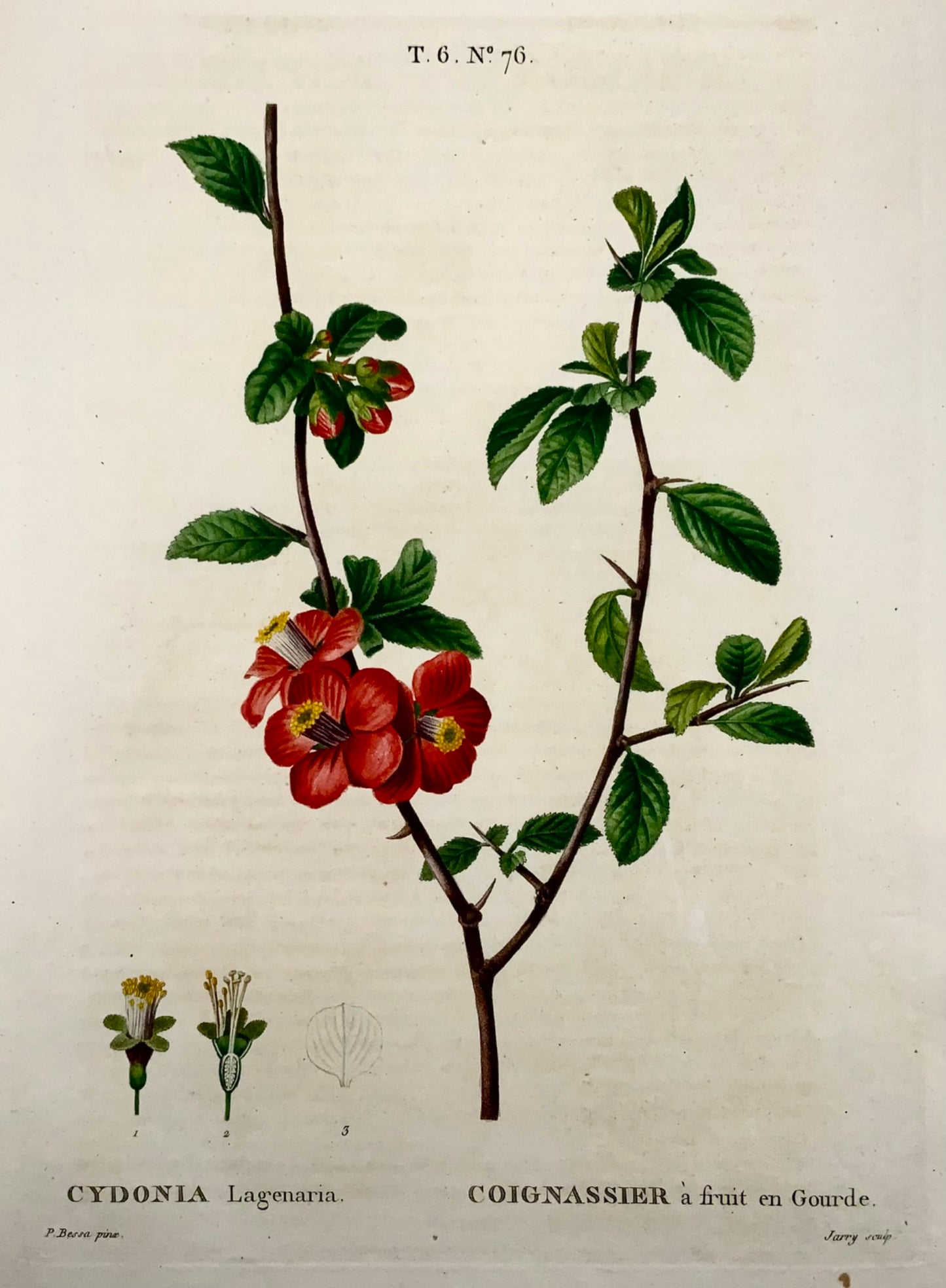 1801 Coing chinois, Bessa, gravure en pointillé folio, couleur à la main, fruit botanique