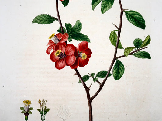 1801 Mela cotogna cinese, Bessa, incisione in foglio, colore a mano, frutto botanico