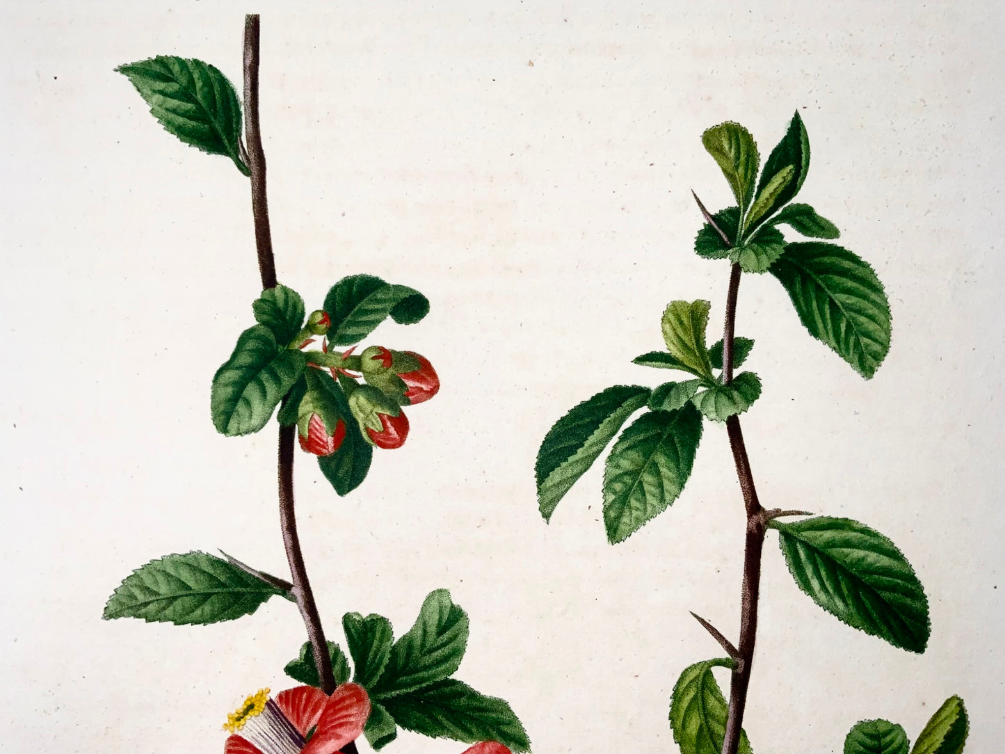 1801 Chinese quince, Bessa, folio stipple engraving, hand colour, botany fruit