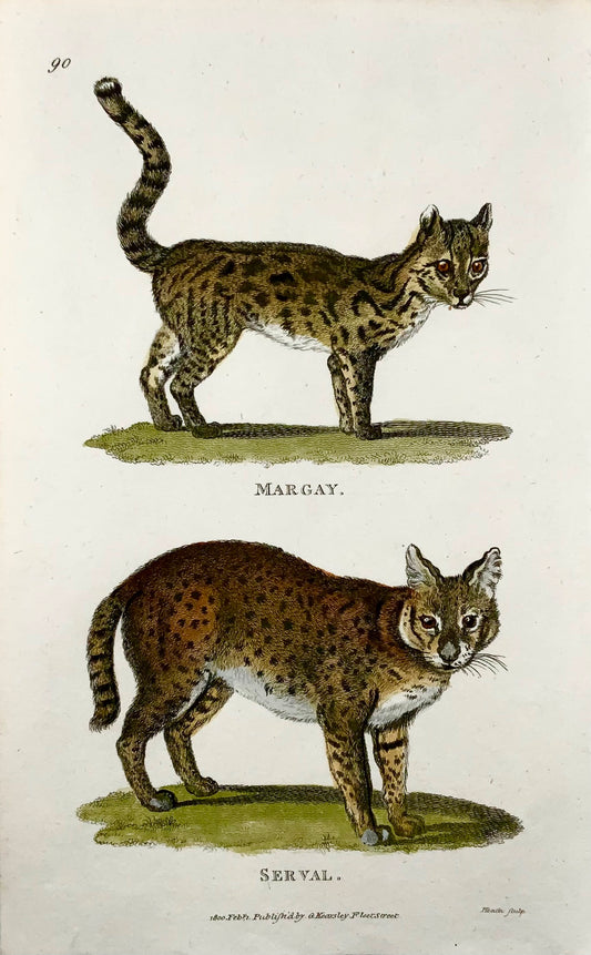 1800 Serval, Margay, mammal, Heath sculp., fine first impression, hand colour