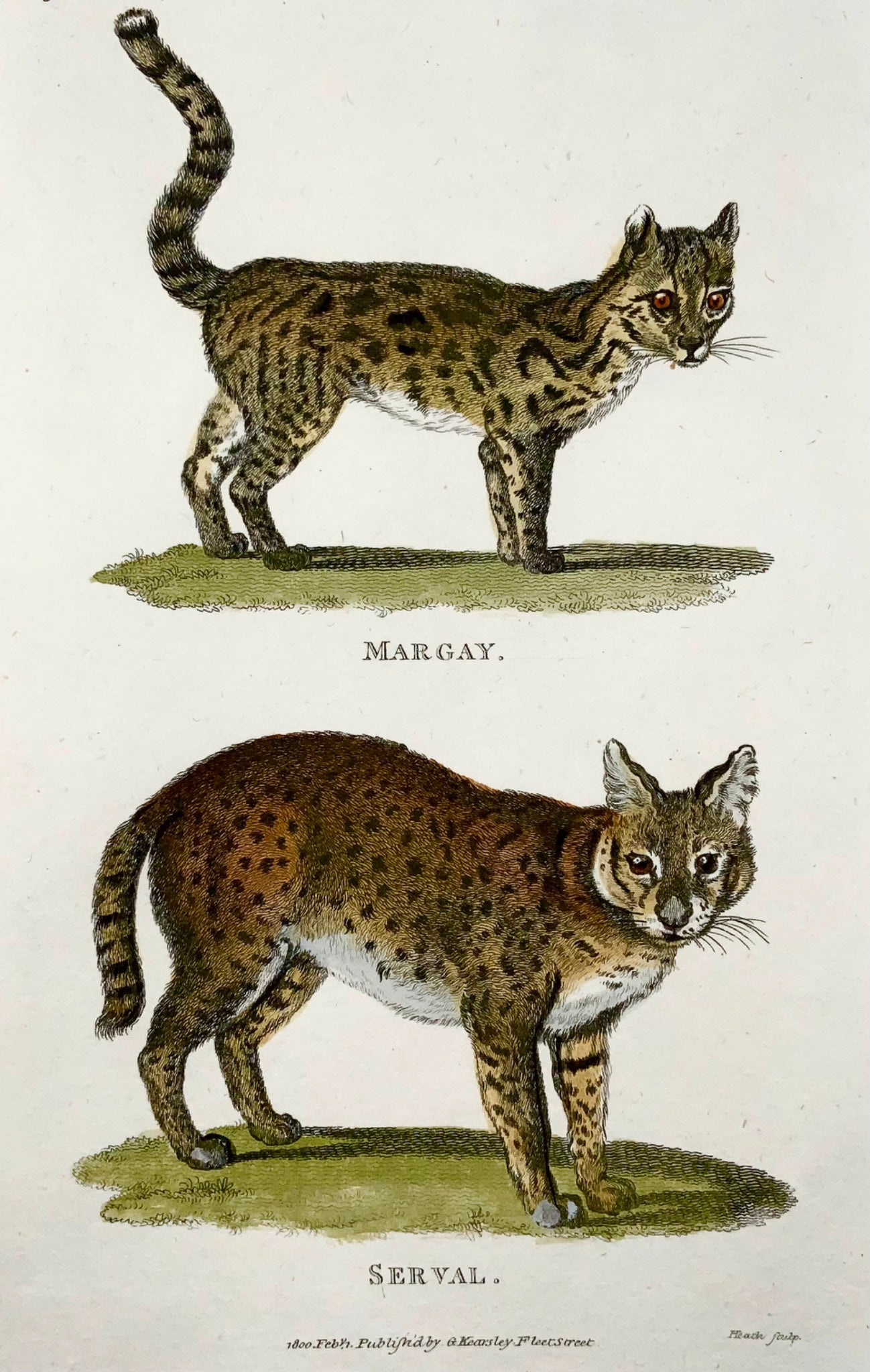 1800 Serval, Margay, mammal, Heath sculp., fine first impression, hand colour