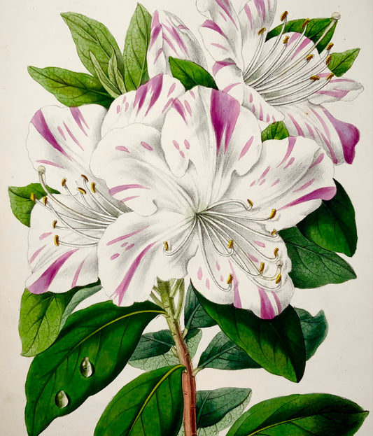 1857 Azalea cinese, James Andrews, squisito colore a mano, botanica
