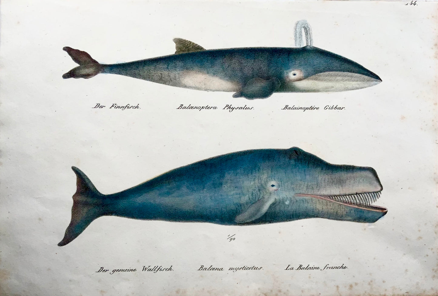 1824 Baleines à fanons, KJ Brodtmann, coul. à la main, lithographie, mammifères