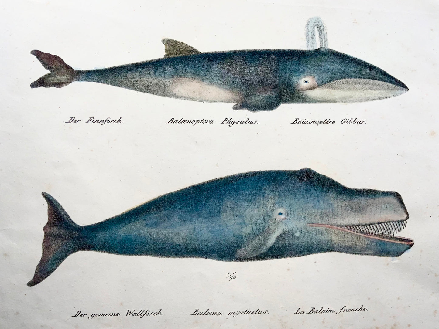 1824 Baleen, KJ Brodtmann, col. a mano, litografia, mammiferi