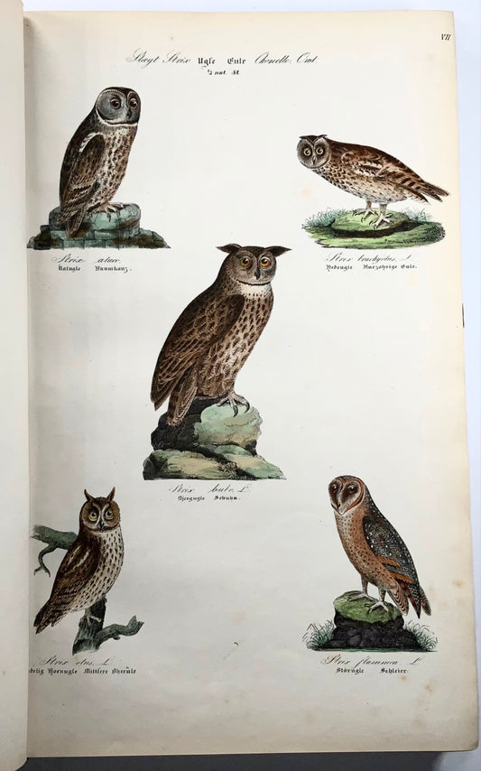 1872-88 Kjaerbölling, Uccelli della Scandinavia, folio, 107 tavole colorate a mano, libro