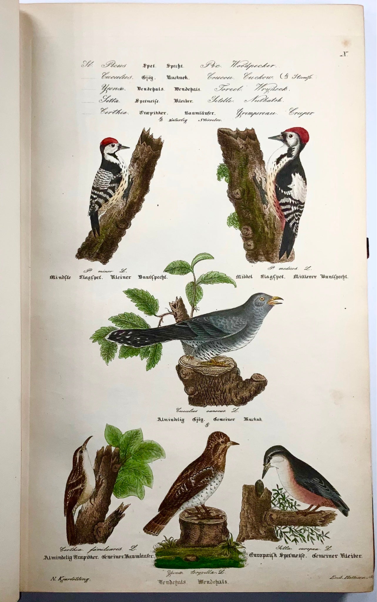 1872-88 Kjaerbölling, Birds of Scandinavia, folio, 107 hand coloured plates, book