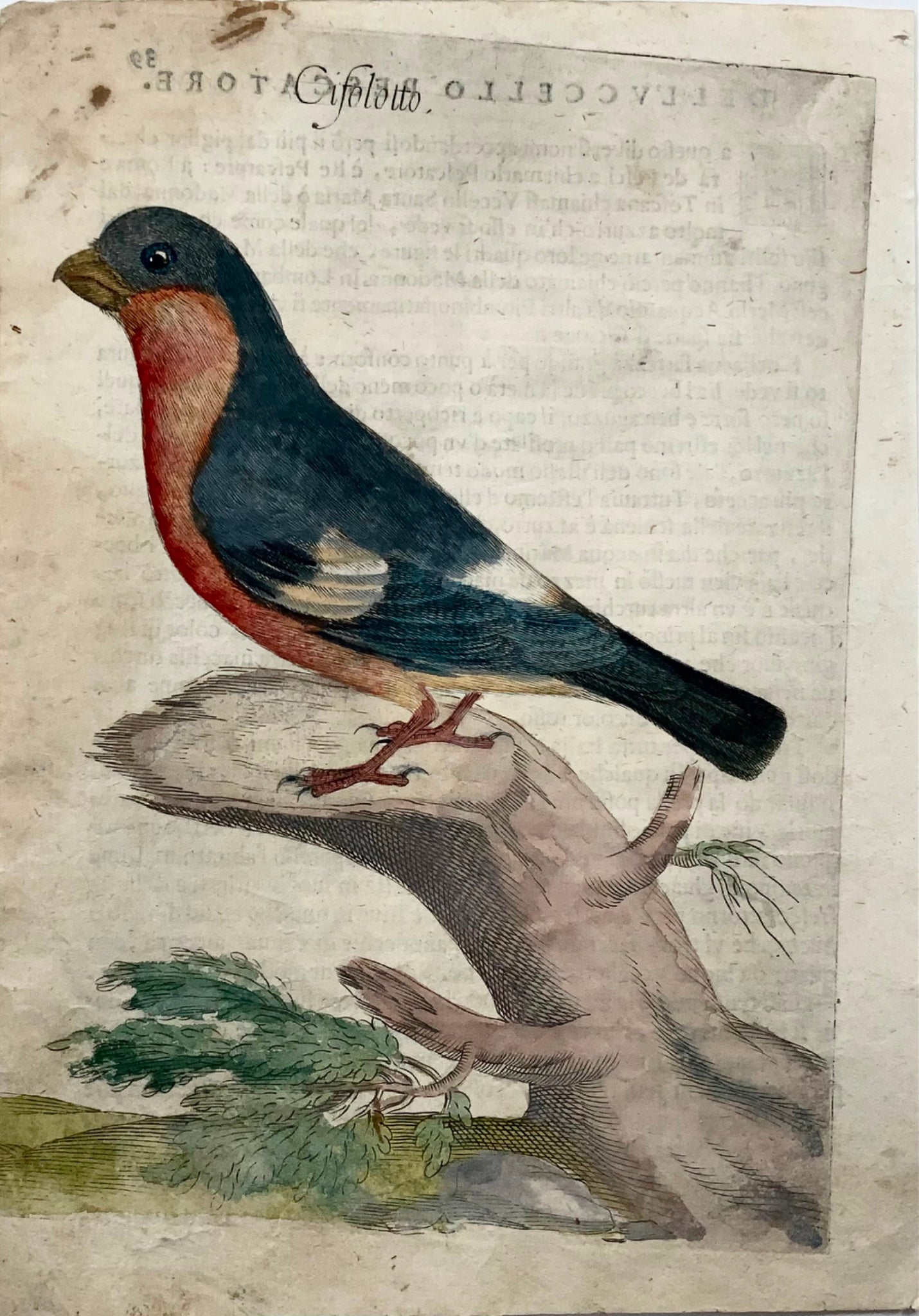 1622 Bullfinch, Ornithology, Ant. Tempesta; F. Villamena, Master Engraving