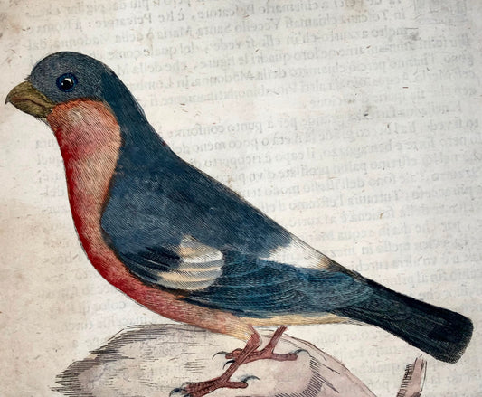 1622 Ciuffolotto, Ornitologia, Ant. Tempesta; F. Villamena, Maestro dell'incisione 